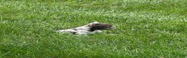 Small Female Isabella Merle Puppy: