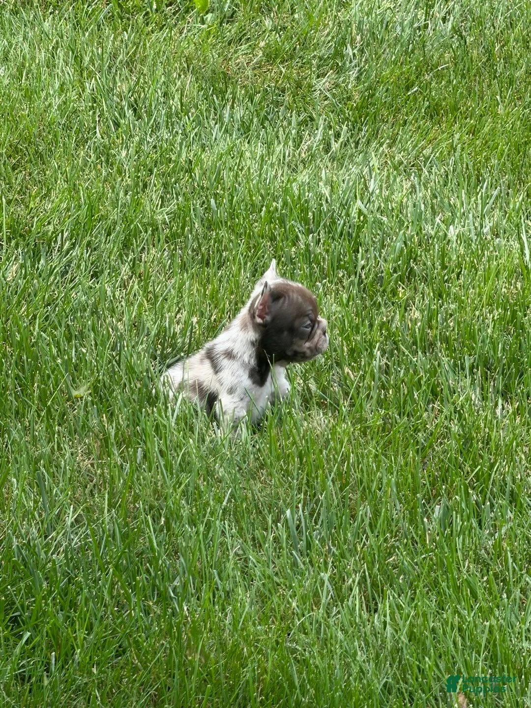 French Bulldog dogs for sale: Small Female Isabella Merle Puppy: - Ad 1