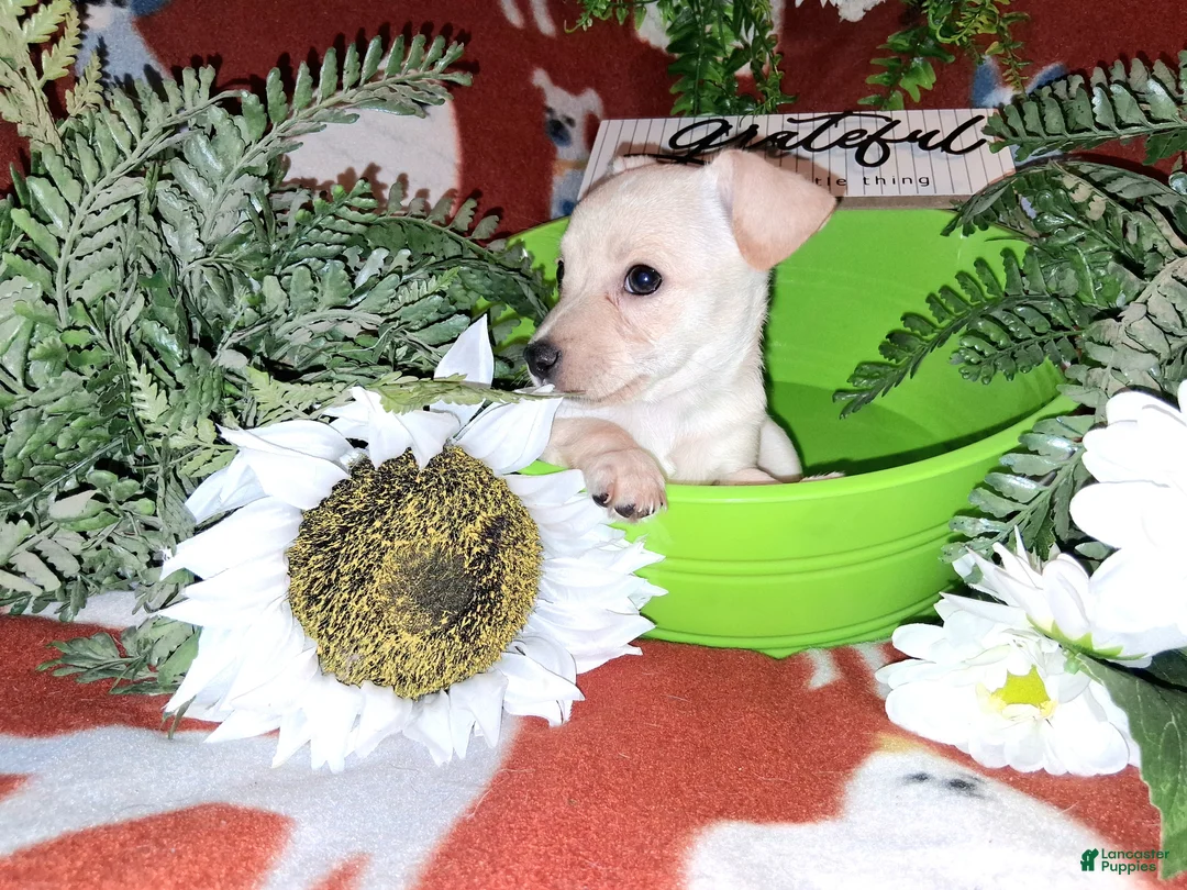 Jack Chi dogs for sale: Teddy - Ad 7