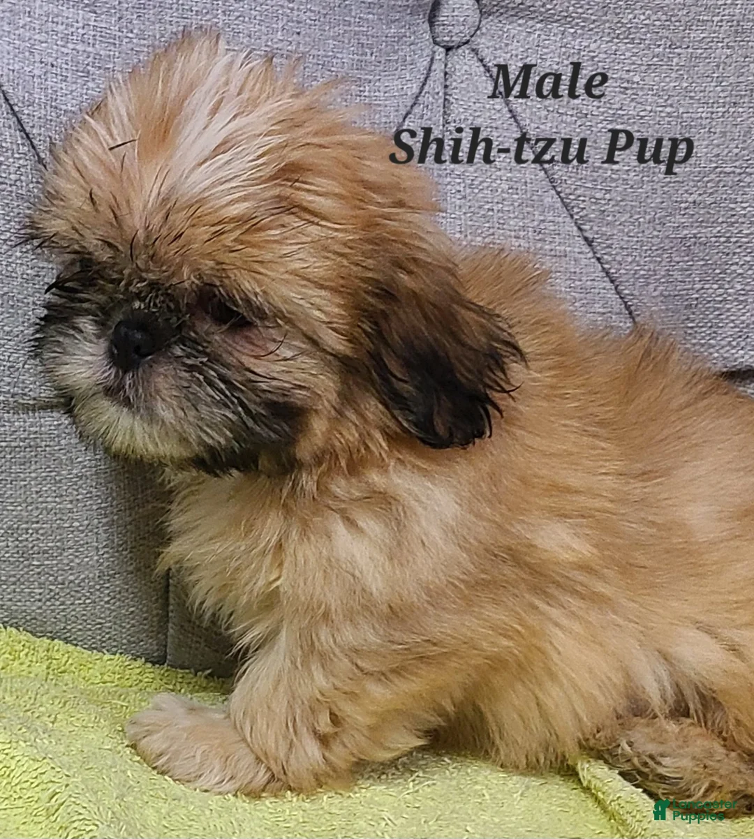 Shih Tzu dogs for sale: Shih Tzu Puppy (Yellow Collar) - Ad 1