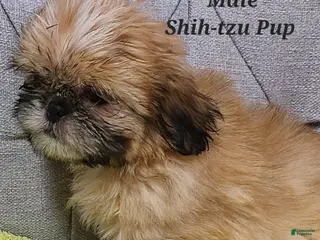 Shih Tzu dogs Shih Tzu Puppy (Yellow Collar) - Ad 25