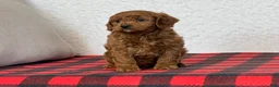 Cavapoo dogs for sale: Coby - Ad 8