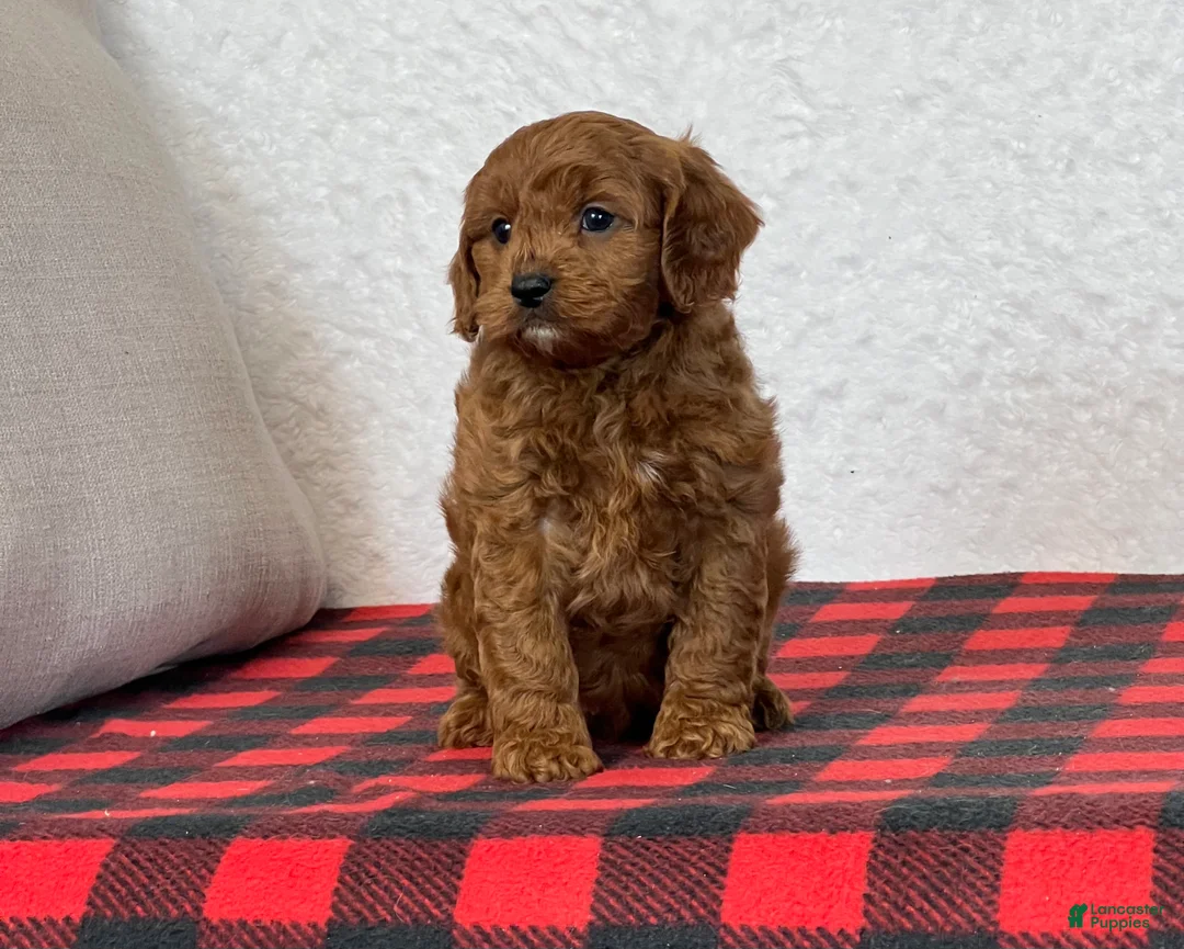 Cavapoo dogs for sale: Coby - Ad 8