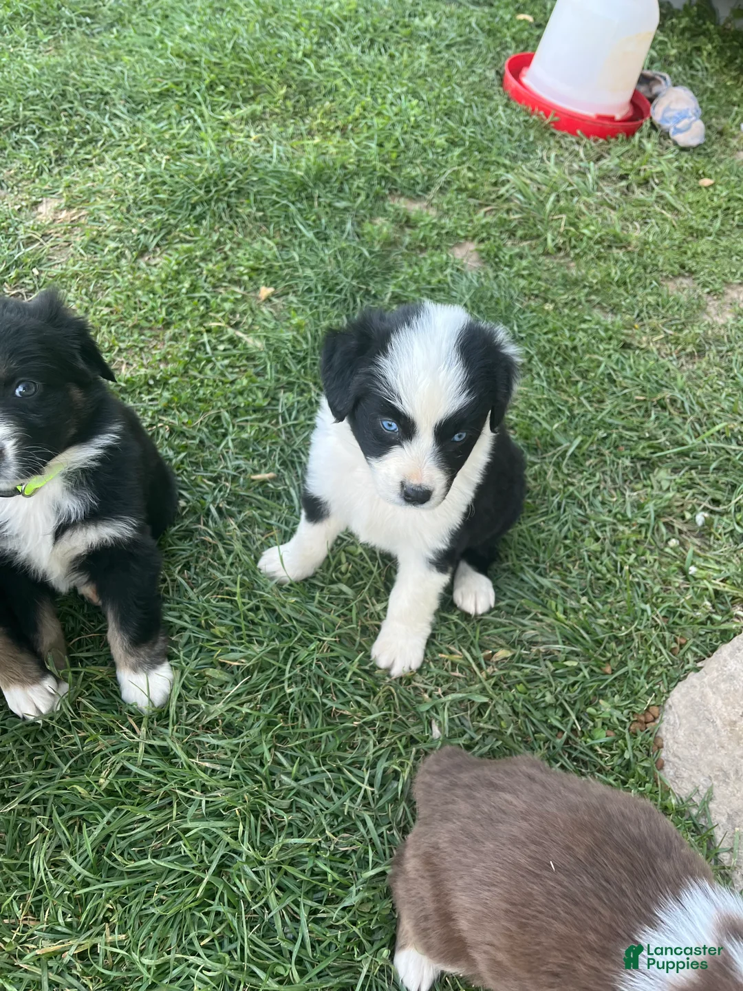 Australian Shepherd dogs for sale: Australian Shepherd Puppy 2 - Ad 2