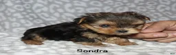 Yorkshire Terrier dogs for sale: Sondra - Ad 7
