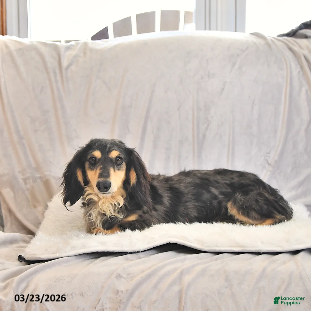 Miniature Dachshund dogs for sale: Ashley EXTRA SMALL - Ad 7