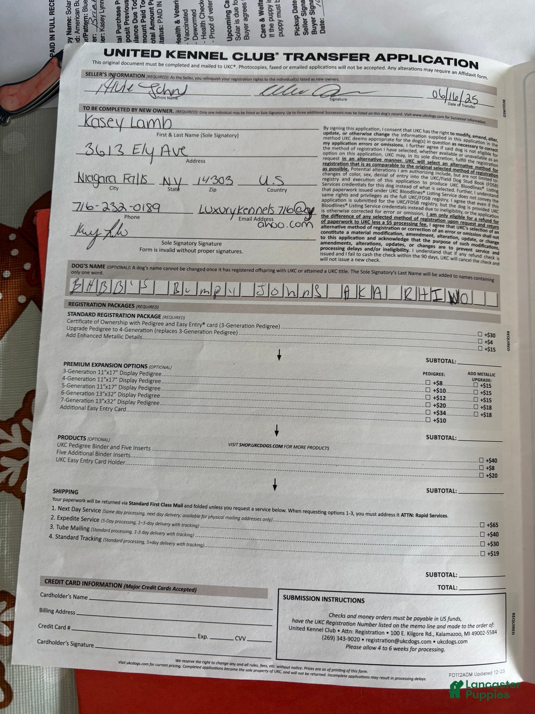 American Bully dogs for sale: Milli - Ad 13