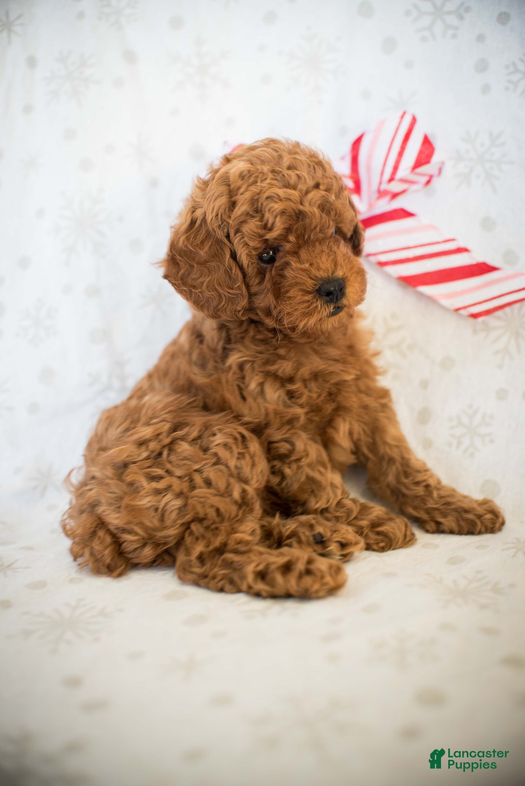 Miniature Poodle dogs for sale: Cindy Lou - Ad 7