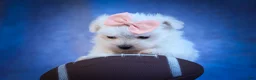 Maltese dogs for sale: Melodie 💕  - Ad 14