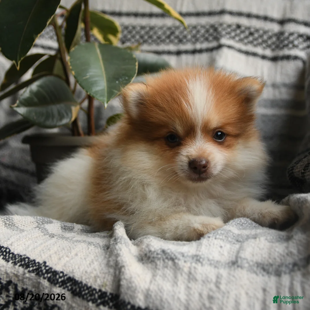 Pomeranian dogs for sale: Eugene - Ad 3