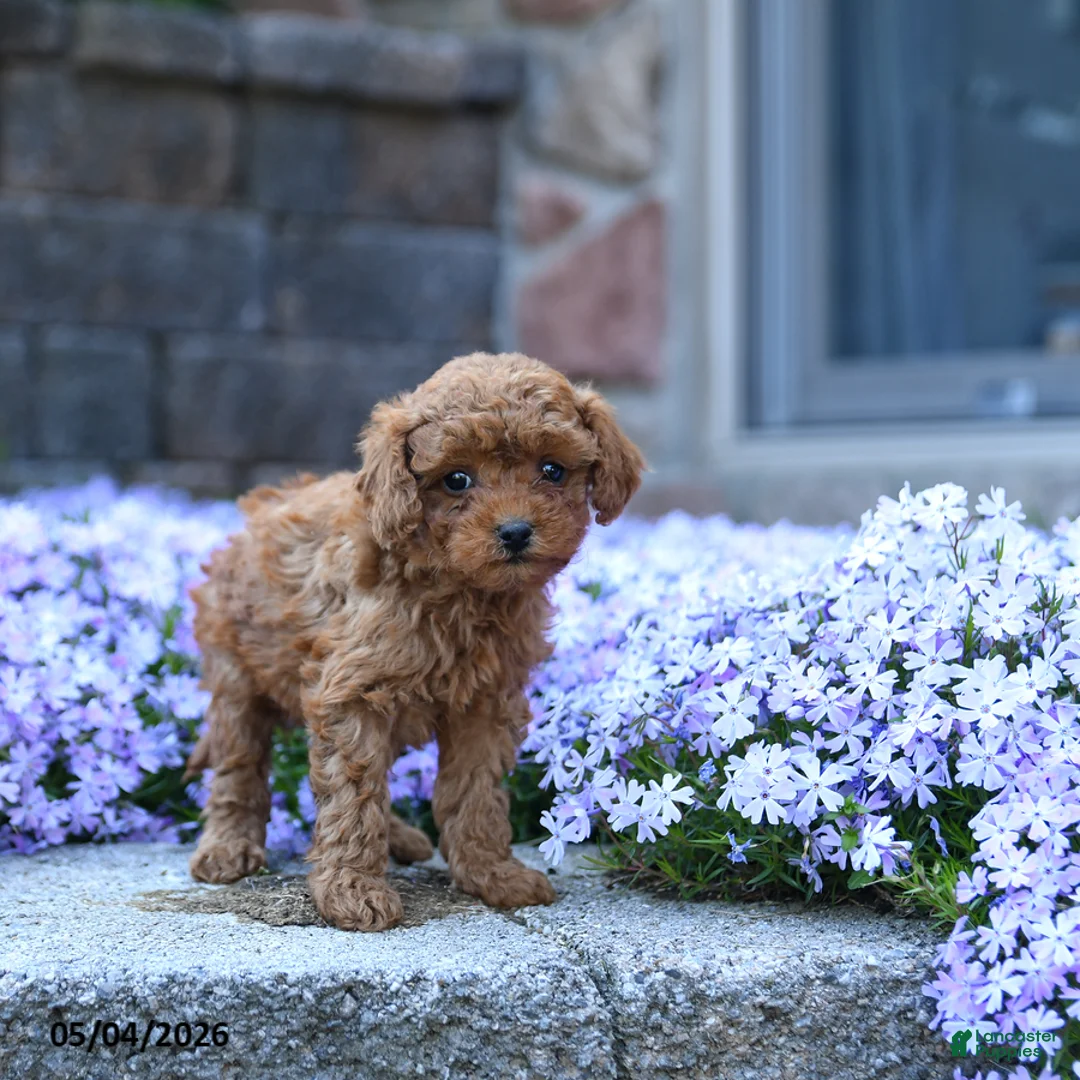 Toy Poodle dogs for sale: Lilly - Ad 3