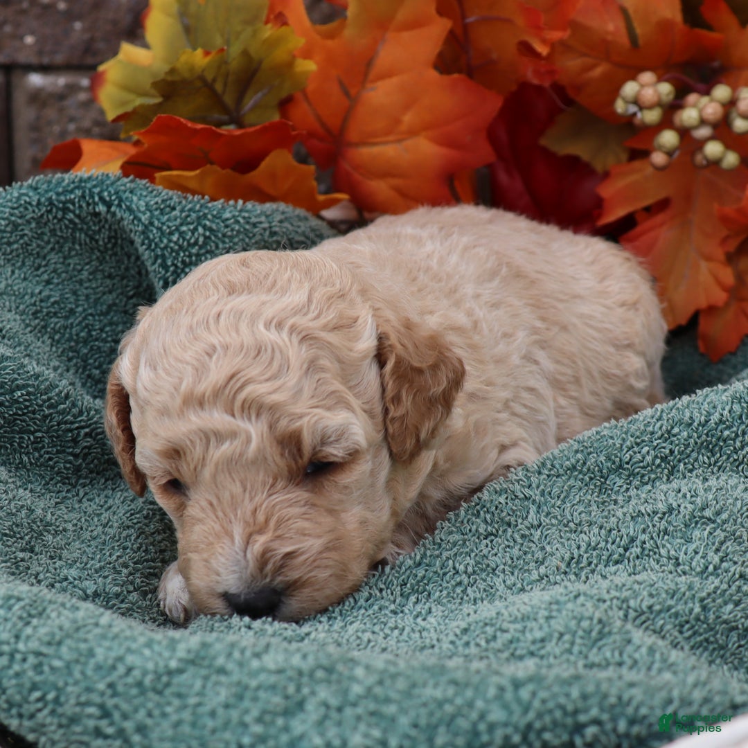 Mini Goldendoodle dogs for sale: Justina - Ad 6