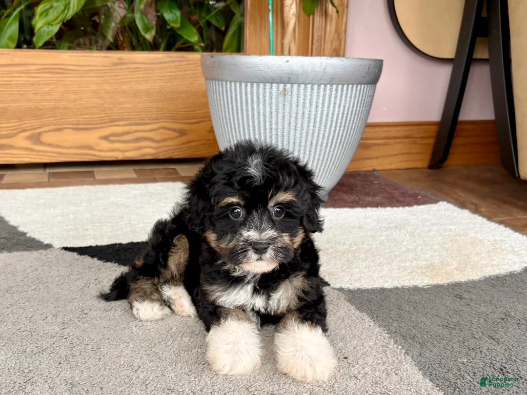 Havapoo dogs for sale: Havapoo boy 3  - Ad 1