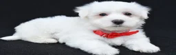 Maltese dogs for sale: Troy - Ad 6