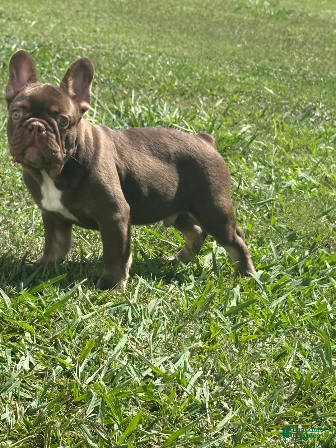 French Bulldog dogs for sale: French Bulldog Puppy 2 - Ad 2