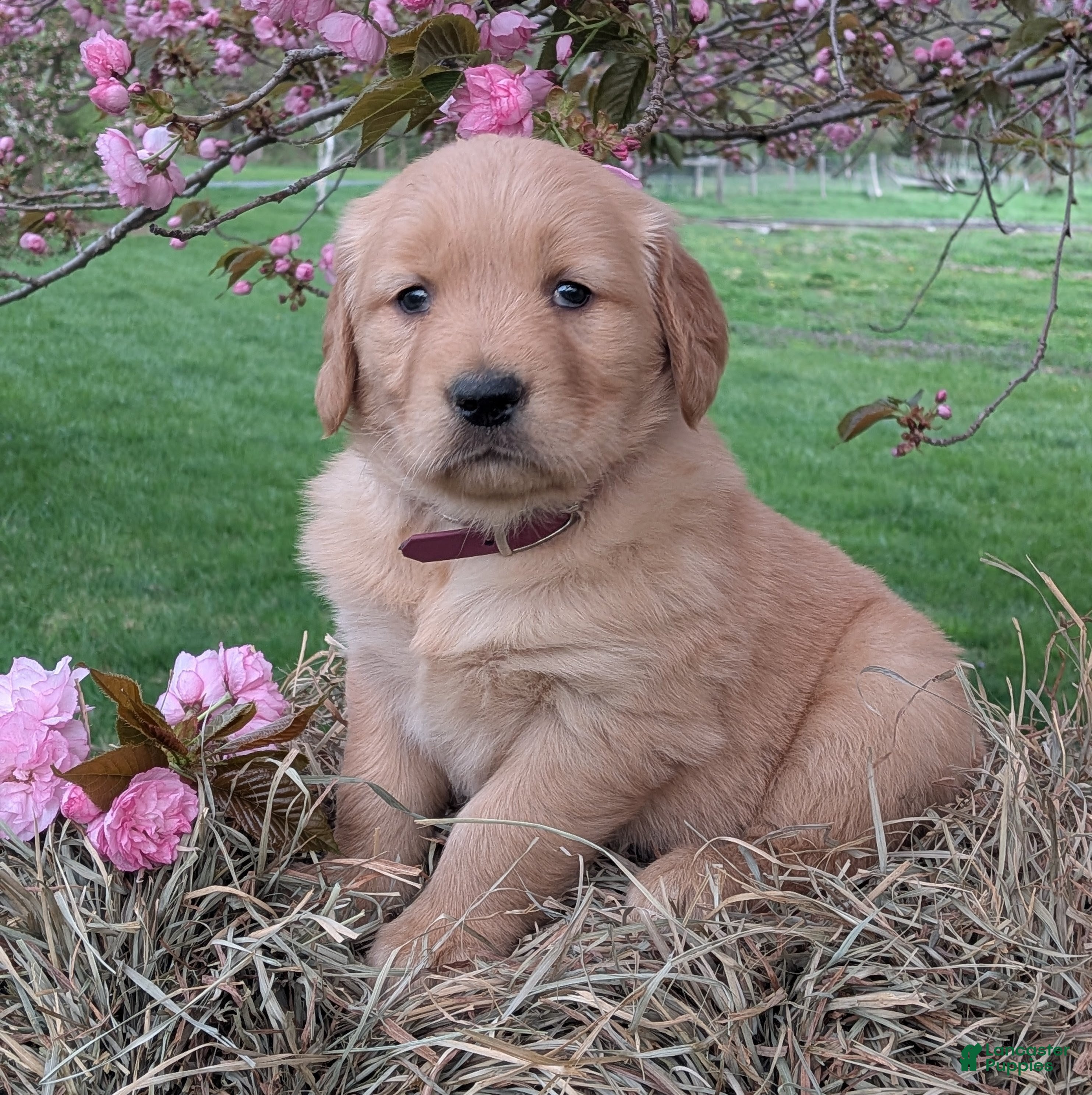 Golden Retriever dogs Willow - Ad 1