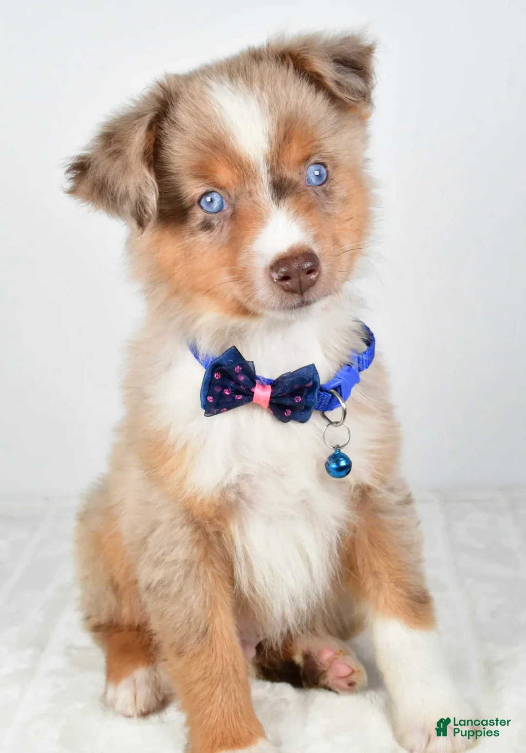 Miniature Australian Shepherd dogs for sale: Patrick - Ad 3