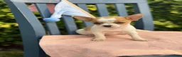 Chihuahua dogs for sale: Honey - Ad 20