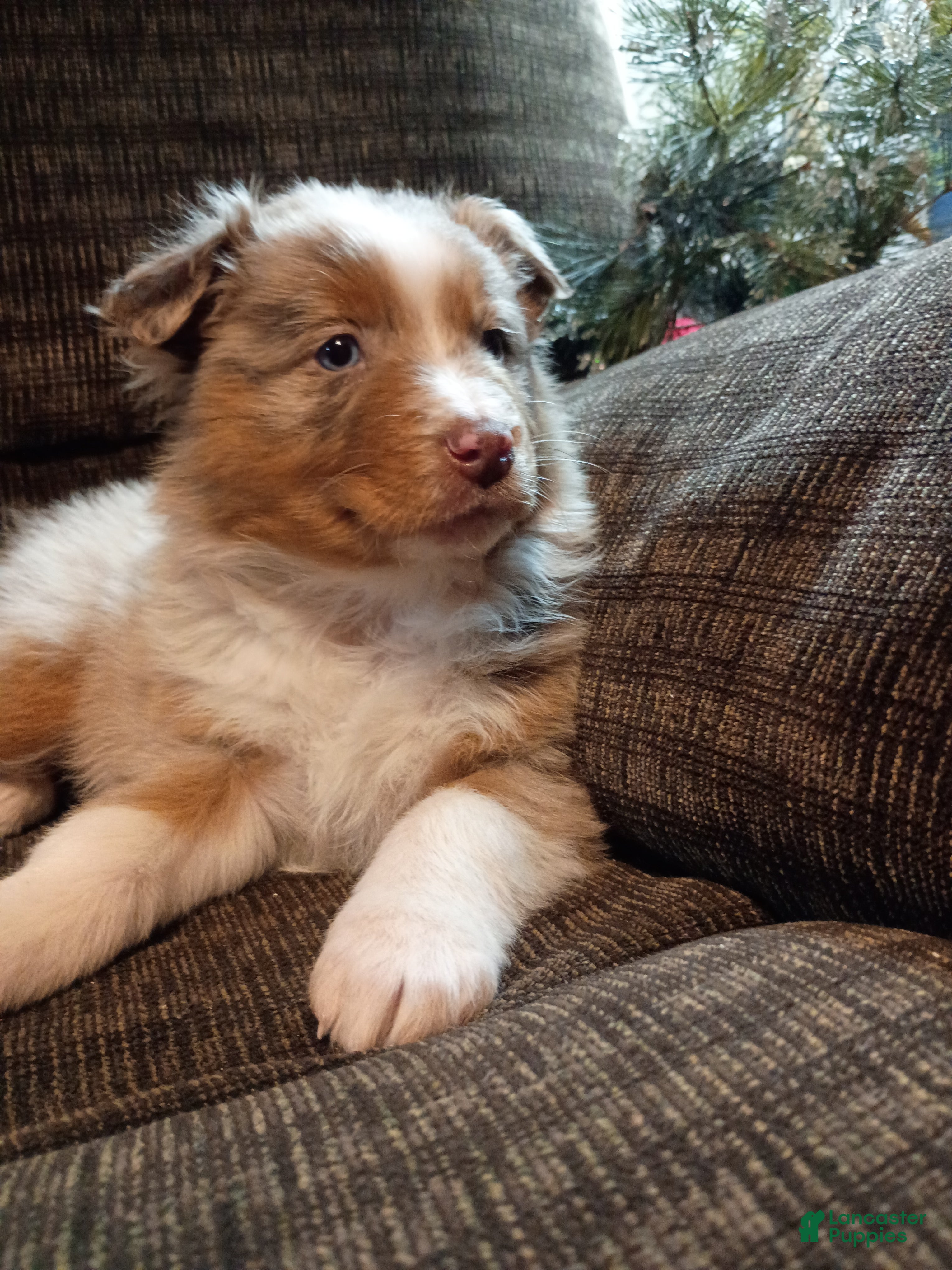 Australian Shepherd dogs Chloe  - Ad 20