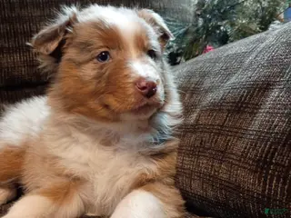 Australian Shepherd dogs Chloe - Ad 20