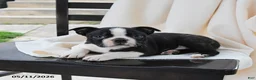 Boston Terrier dogs for sale: Ethan - Ad 3