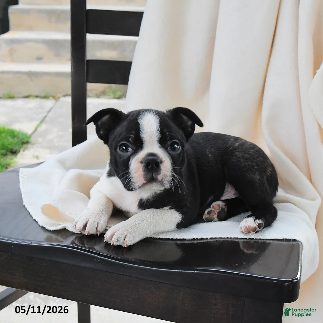 Boston Terrier dogs for sale: Ethan - Ad 3