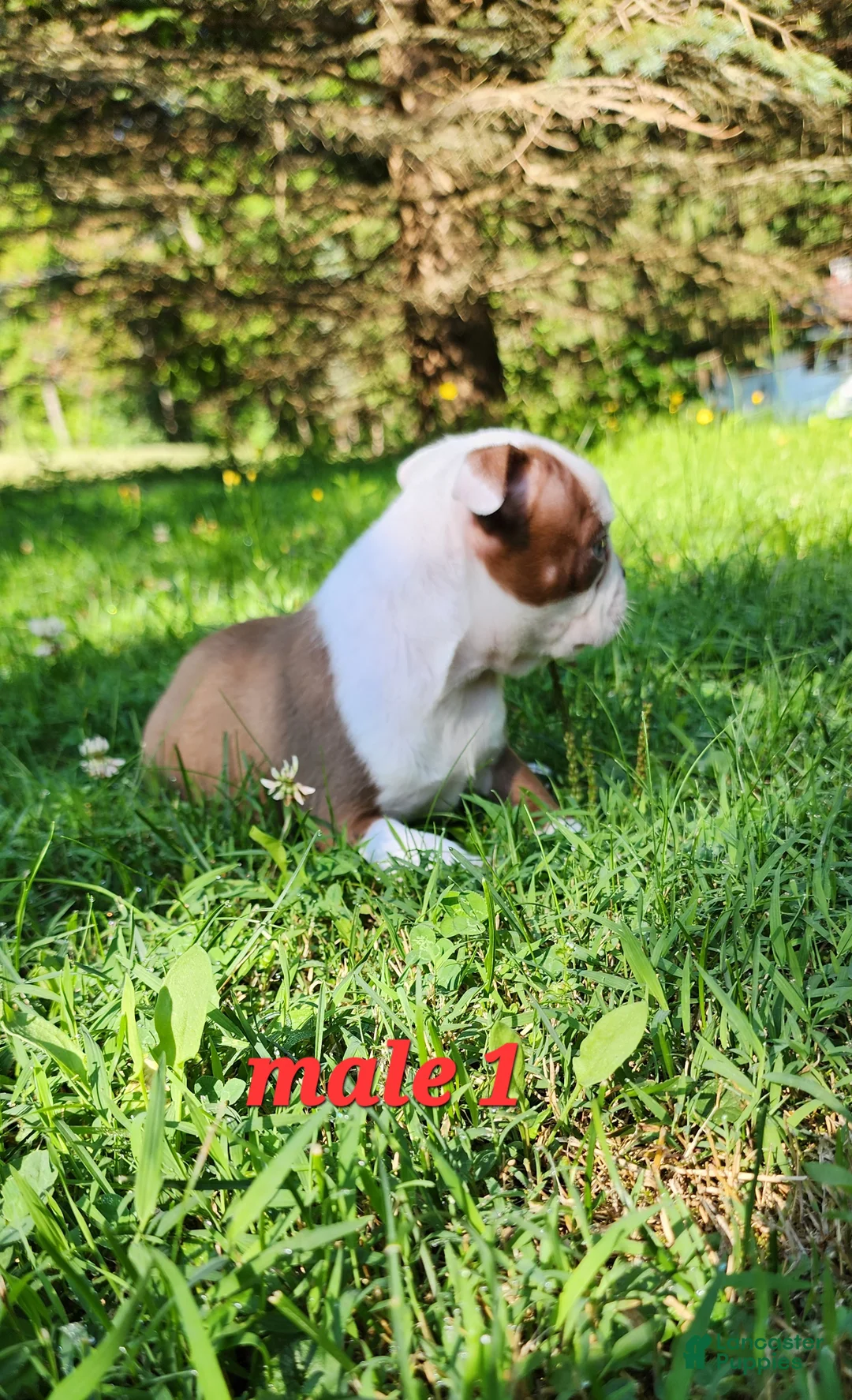 Boston Terrier dogs for sale: Orion (red and white) - Ad 2
