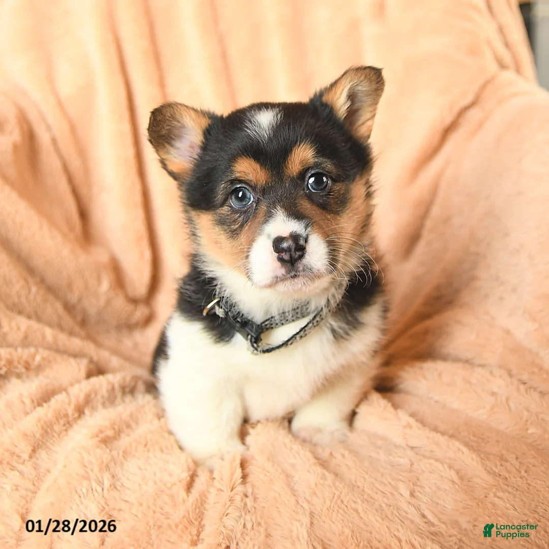 Welsh Corgi Pembroke dogs for sale: Dakota - Ad 1