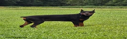 Doberman Pinscher dogs for sale: Rocky - Ad 4