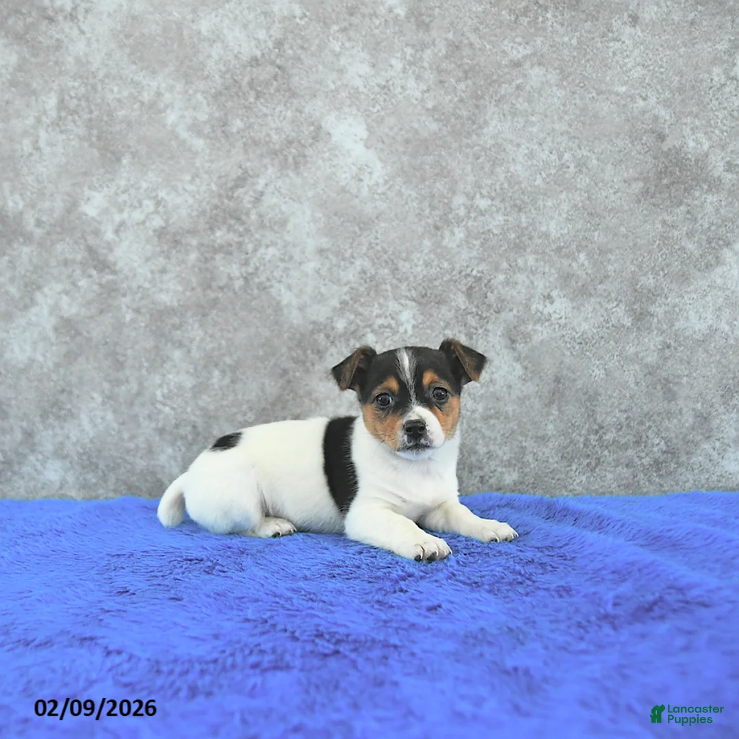 Mixed Breed dogs for sale: Treasure - Ad 1