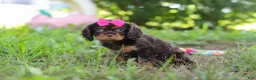 Cavalier King Charles Spaniel dogs for sale: Moch - Ad 4