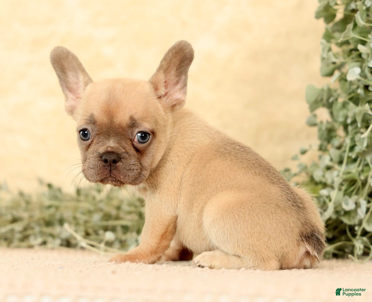 French Bulldog dogs Willow - Ad 1