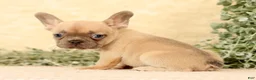 French Bulldog dogs for sale: Willow - Ad 1
