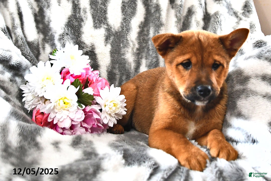 Mixed Breed dogs for sale: Missy - Ad 2