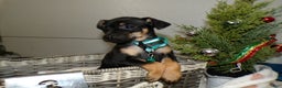 Miniature Pinscher dogs for sale: Miniature Pinscher Puppy 3 layla - Ad 3
