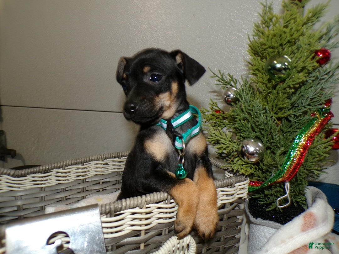 Miniature Pinscher dogs for sale: Miniature Pinscher Puppy 3 layla - Ad 3