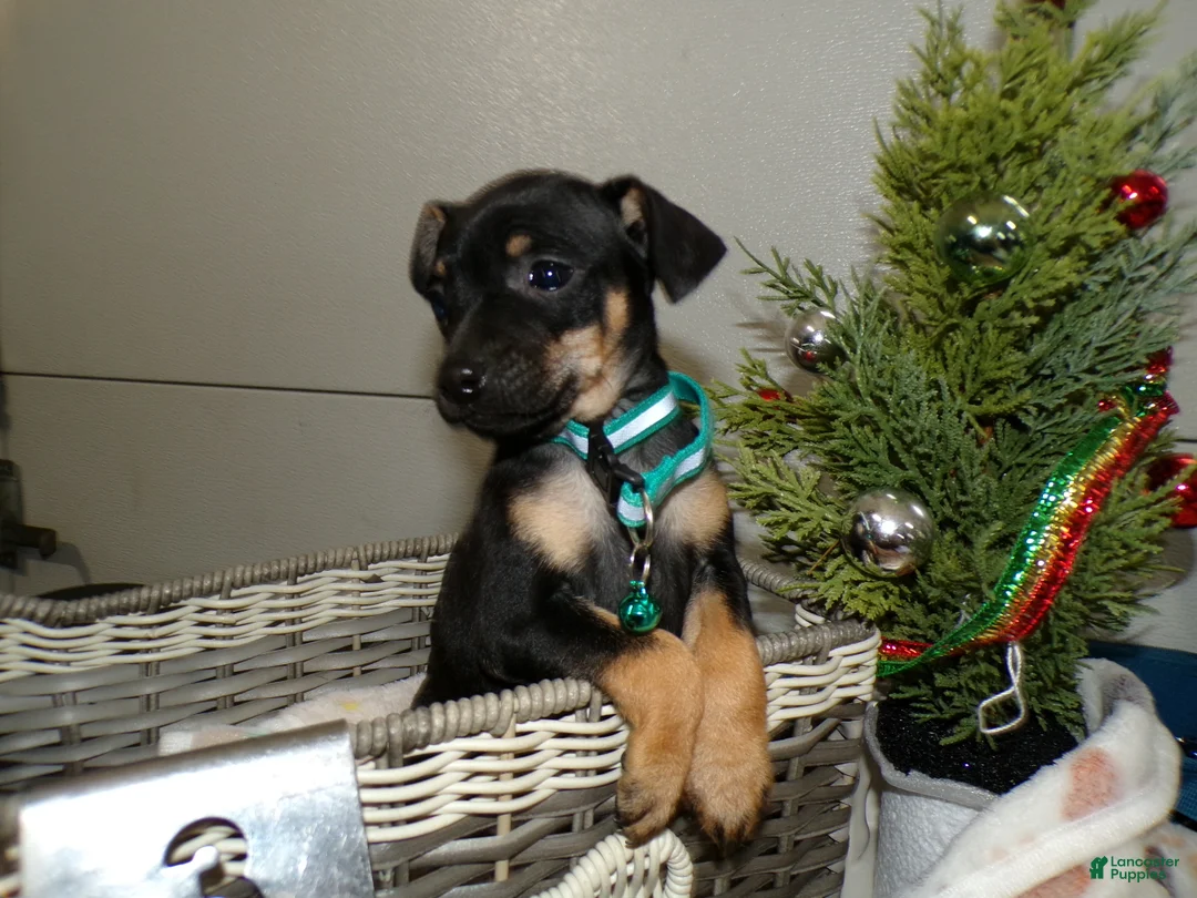 Miniature Pinscher dogs for sale: Miniature Pinscher Puppy 3 layla - Ad 3