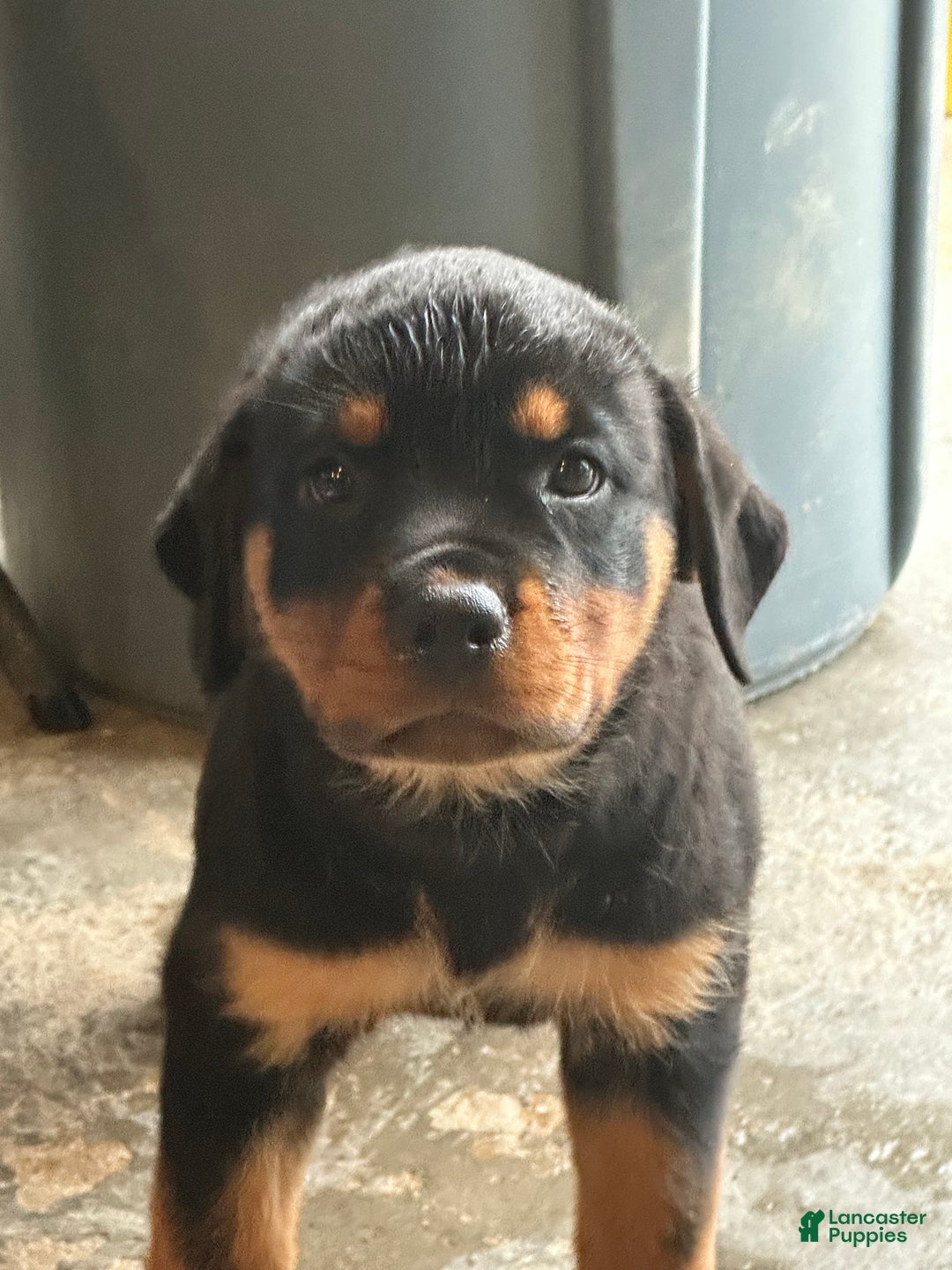 Rottweiler dogs for sale: Sandy - Ad 2