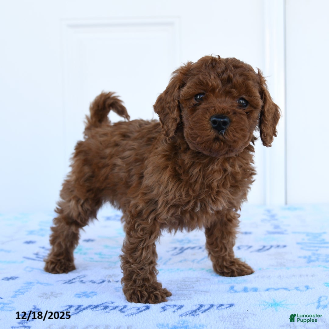 Miniature Poodle dogs for sale: Griffon - Ad 4