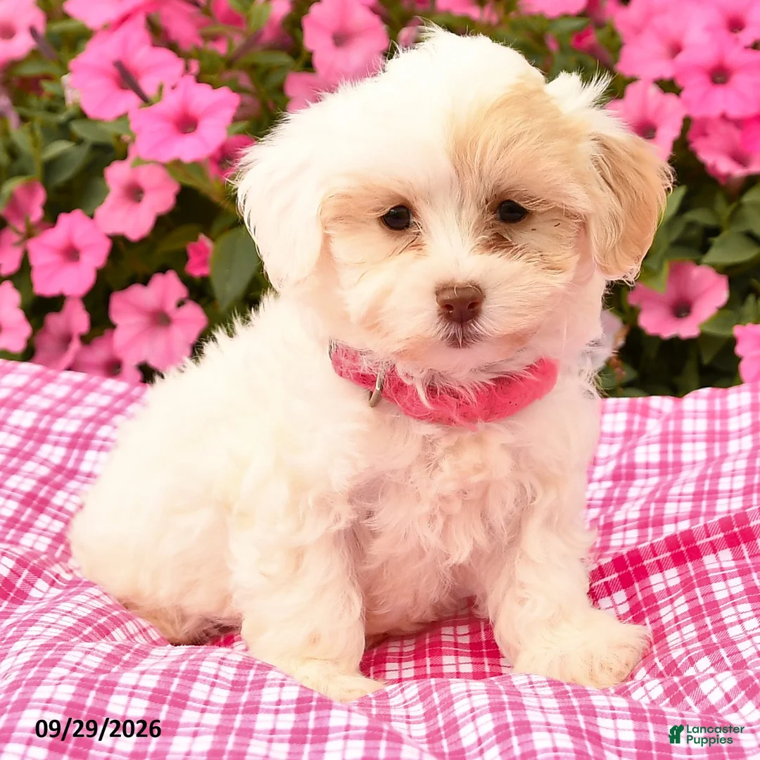 Maltipoo dogs for sale: Odessa - Ad 2