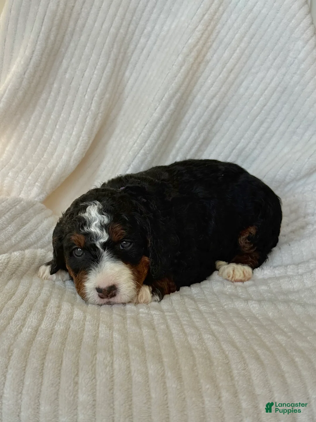 Mini Bernedoodle dogs for sale: Lyla - Ad 3