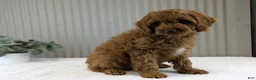 Cavapoo dogs for sale: Zack  - Ad 8