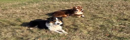 Miniature Australian Shepherd dogs for sale: Miniature Australian Shepherd Puppy 5 - Ad 8
