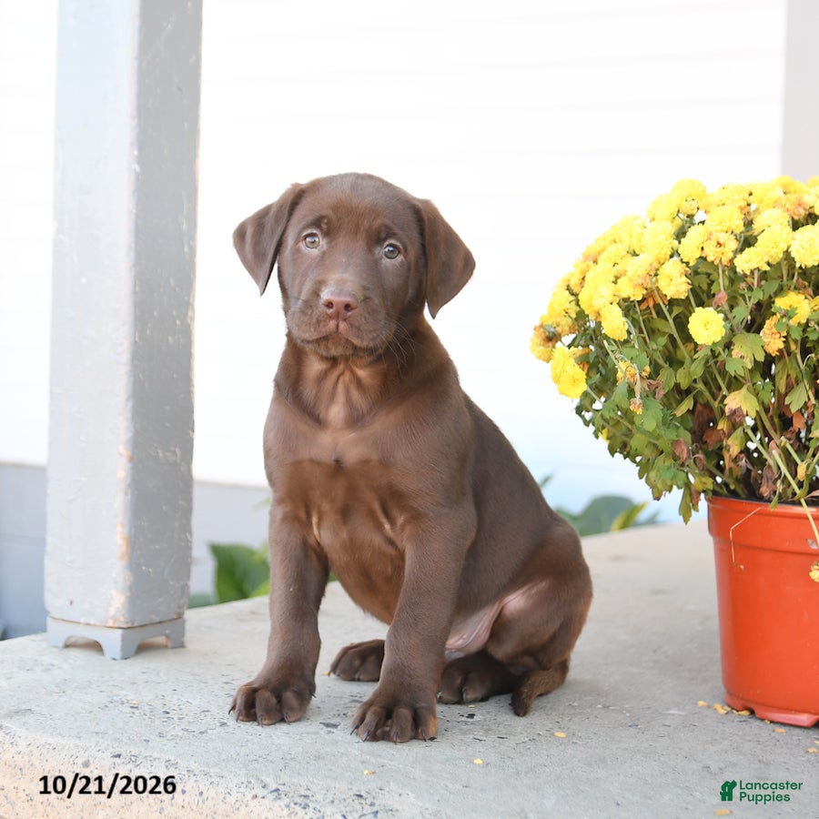 Labrador Retriever dogs for sale: Lenny - Ad 2