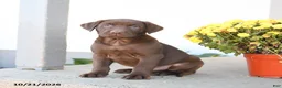 Labrador Retriever dogs for sale: Lenny - Ad 1