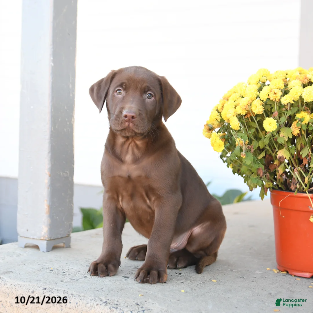 Labrador Retriever dogs for sale: Lenny - Ad 1