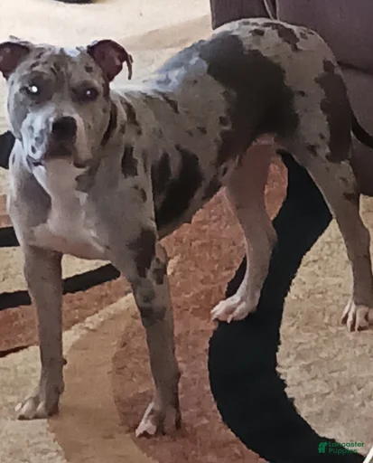 Gallery Image {{count}}