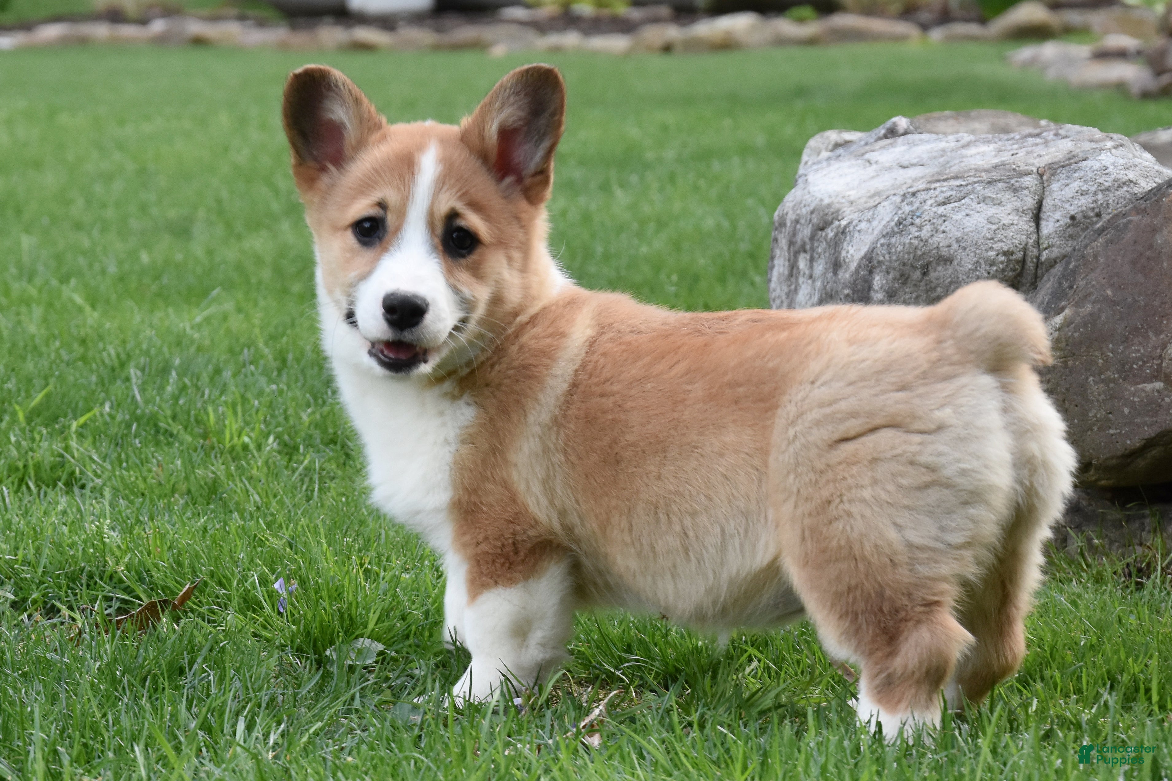 Welsh Corgi Pembroke dogs Buttercup - Ad 1