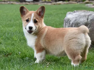 Welsh Corgi Pembroke dogs for sale: Buttercup - Ad 2