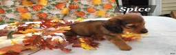 Miniature Dachshund dogs for sale: Spice - Ad 4
